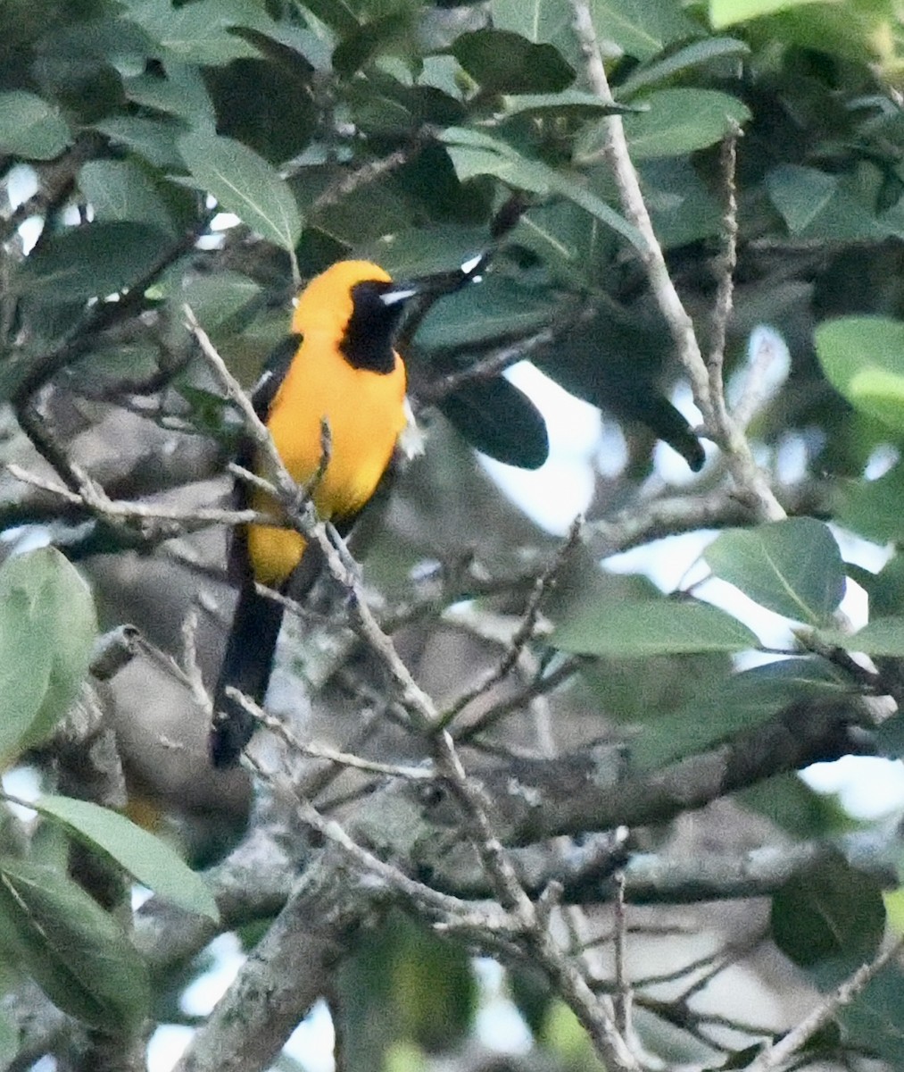 Hooded Oriole - ML641249631