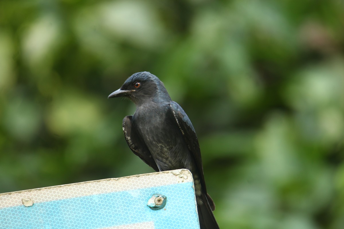 Drongo cendré - ML641249635