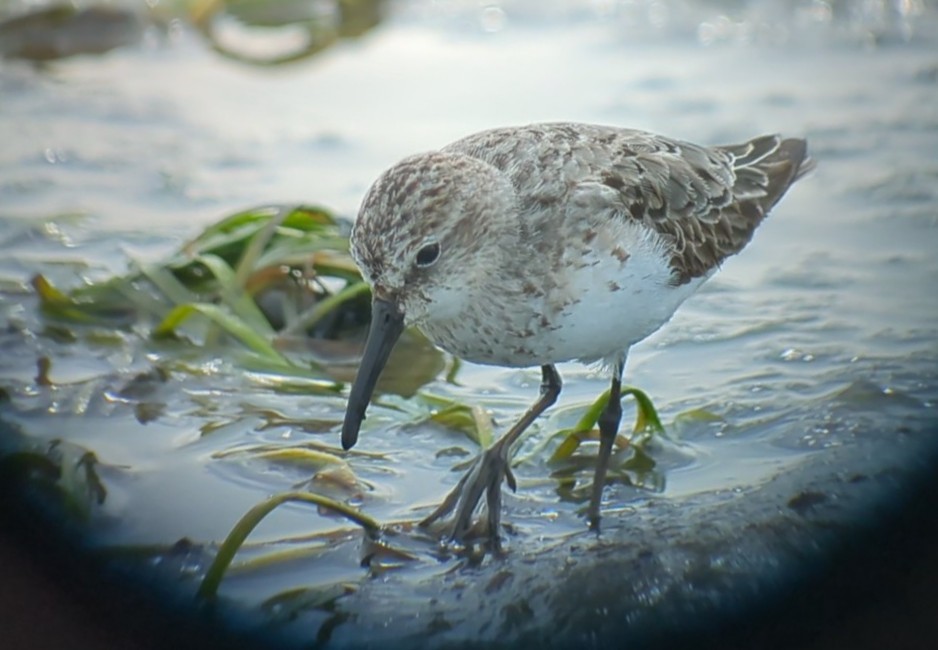 Semipalmated Sandpiper - ML641249654