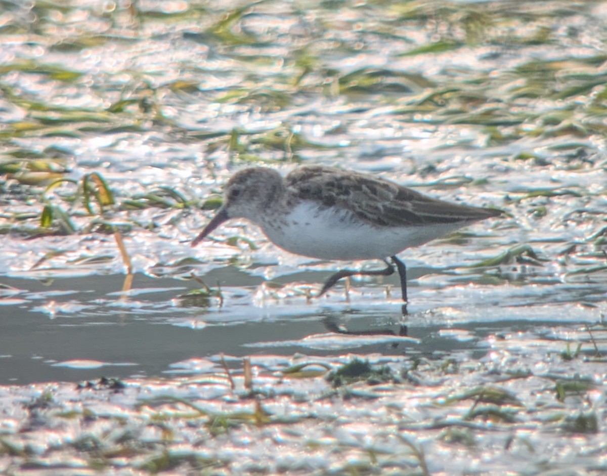 Semipalmated Sandpiper - ML641249656