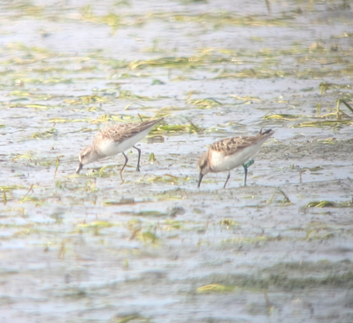 Semipalmated Sandpiper - ML641249659