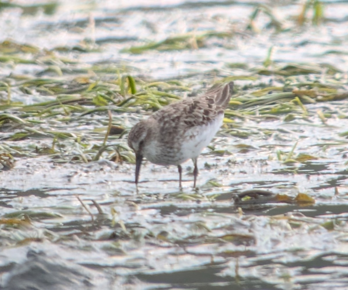 Semipalmated Sandpiper - ML641249662