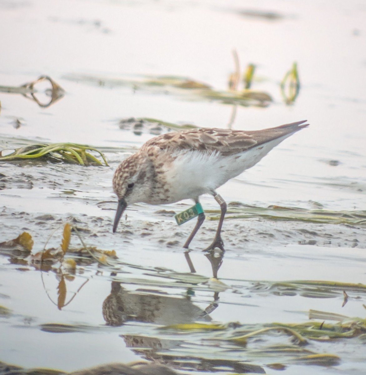 Semipalmated Sandpiper - ML641249663