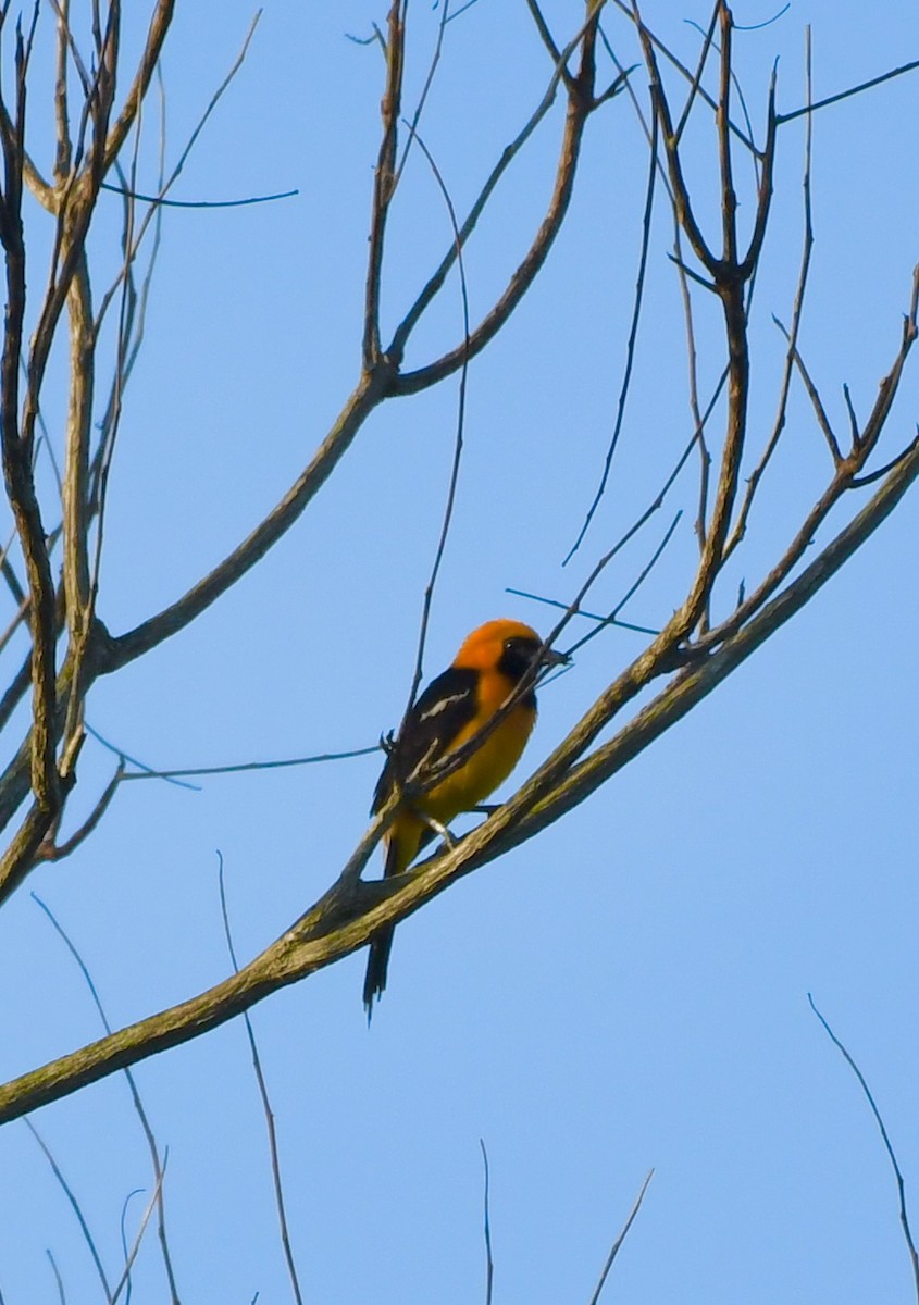 Altamira Oriole - ML641249668