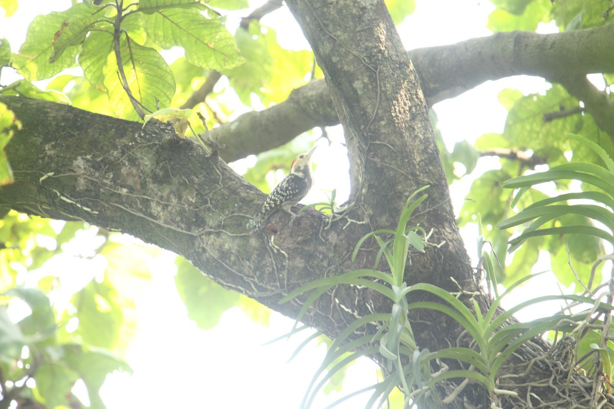 Yellow-crowned Woodpecker - ML641249683