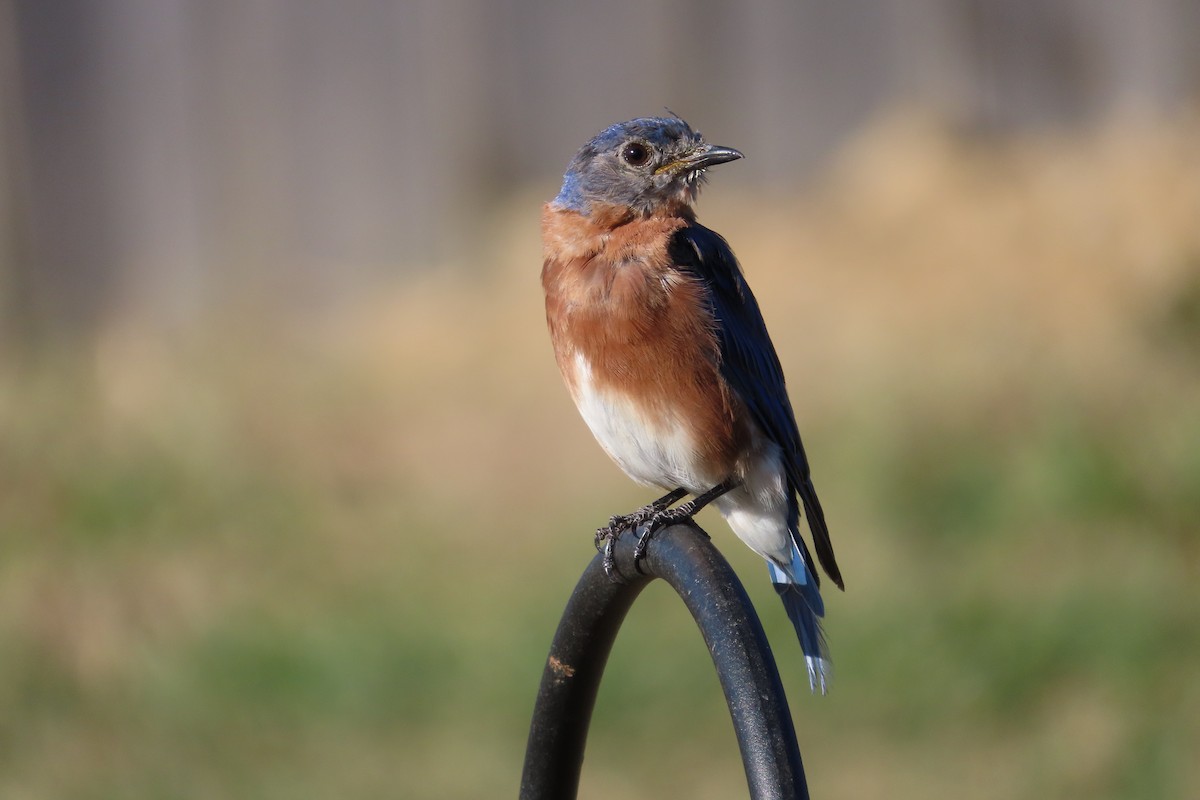 Eastern Bluebird - ML641249687