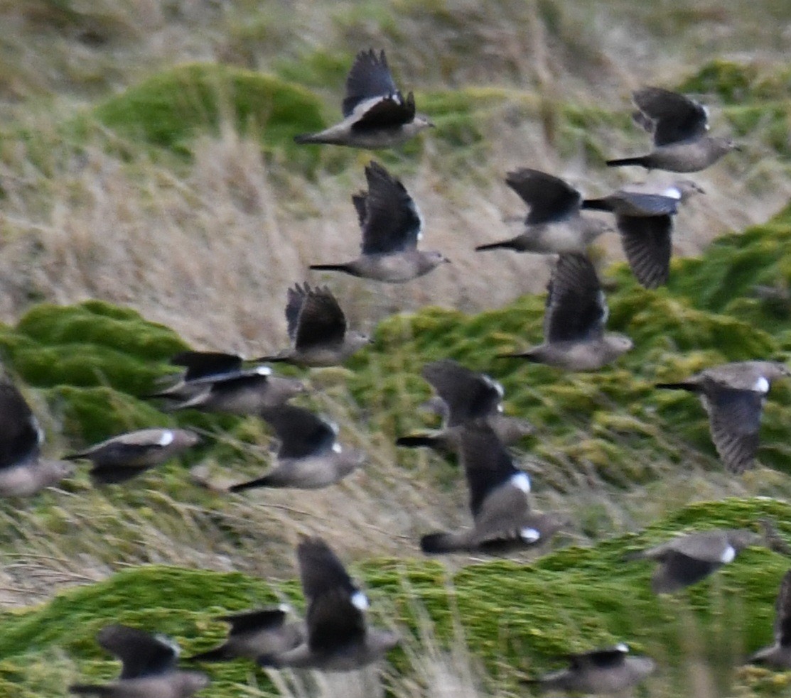 Black-winged Ground Dove - ML641249688