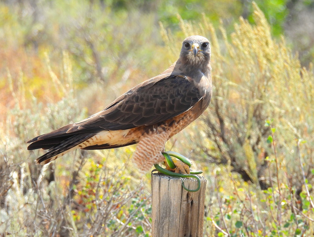 Swainson's Hawk - ML641249689
