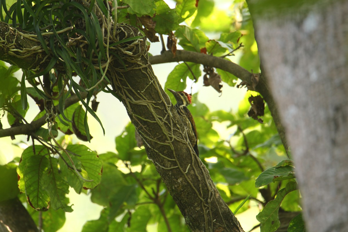 Black-rumped Flameback - ML641249690