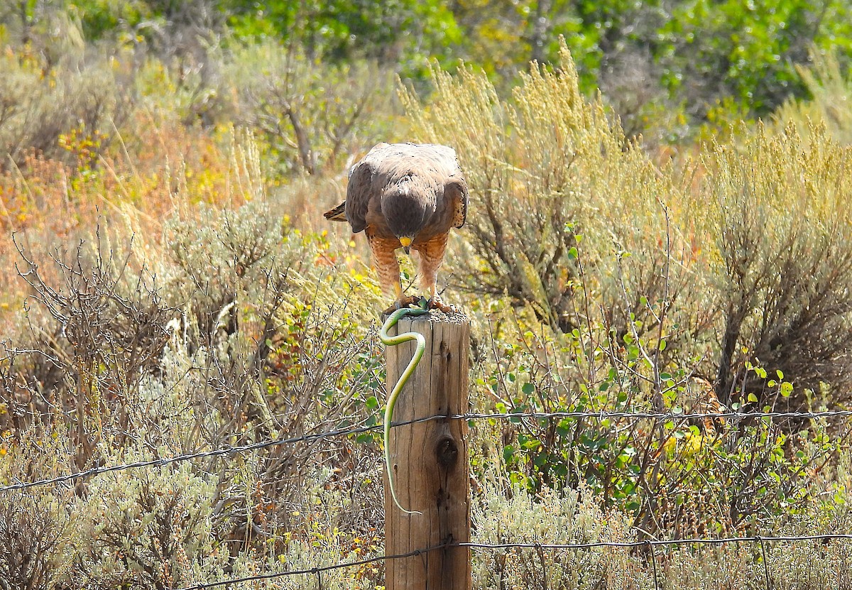 Swainson's Hawk - ML641249692