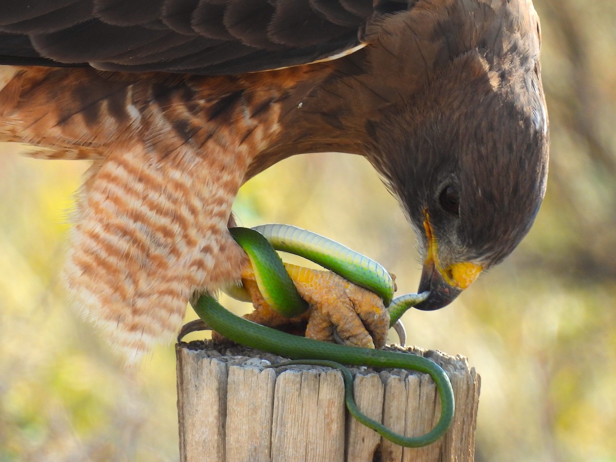 Swainson's Hawk - ML641249694
