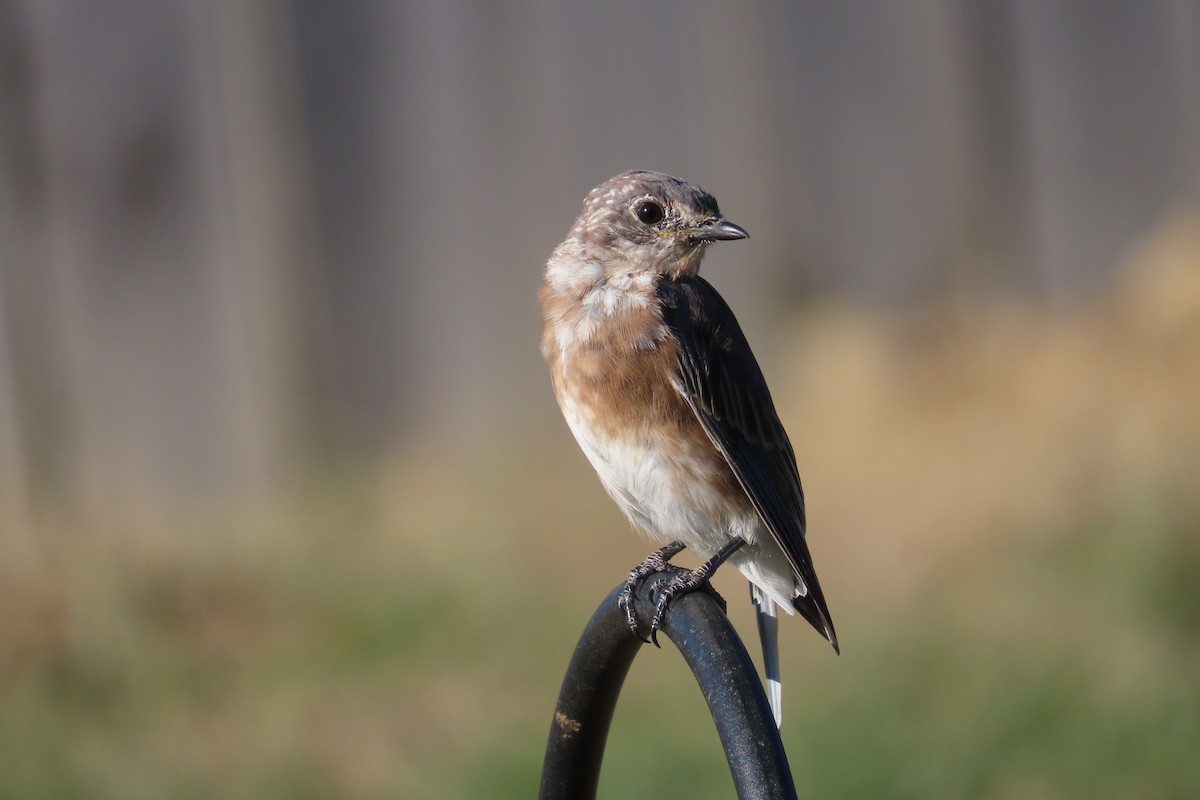 Eastern Bluebird - ML641249695