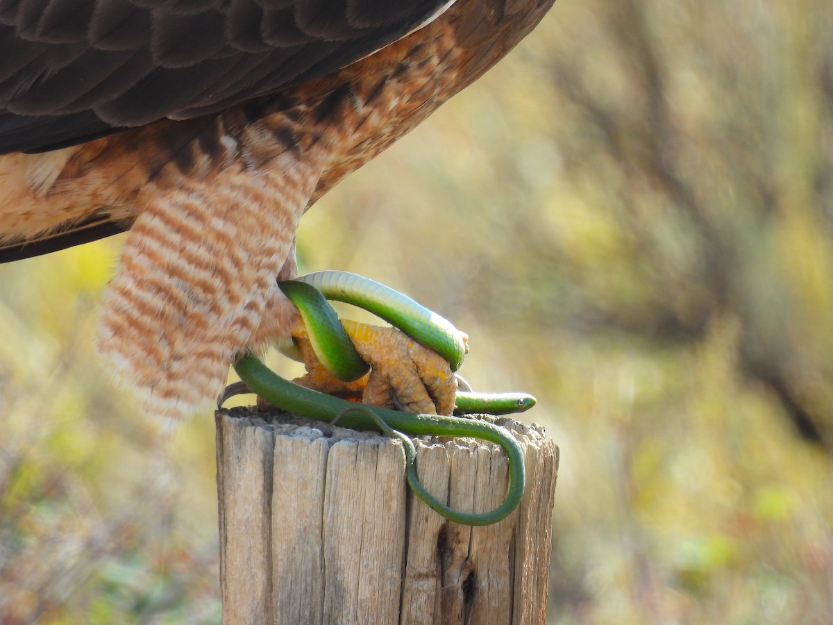 Swainson's Hawk - ML641249697