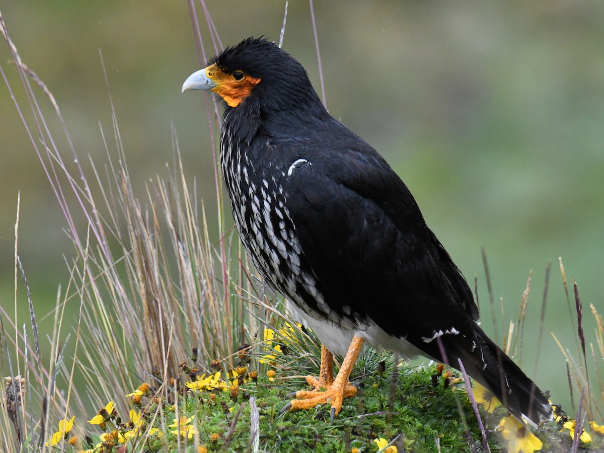 Carunculated Caracara - ML641249705