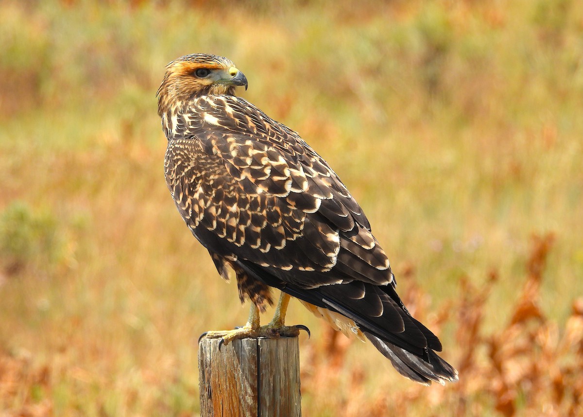 Swainson's Hawk - ML641249708