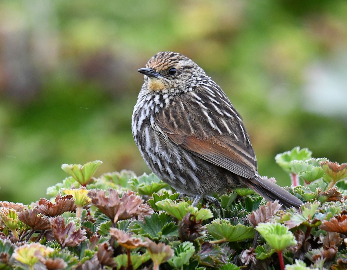 Many-striped Canastero - ML641249719