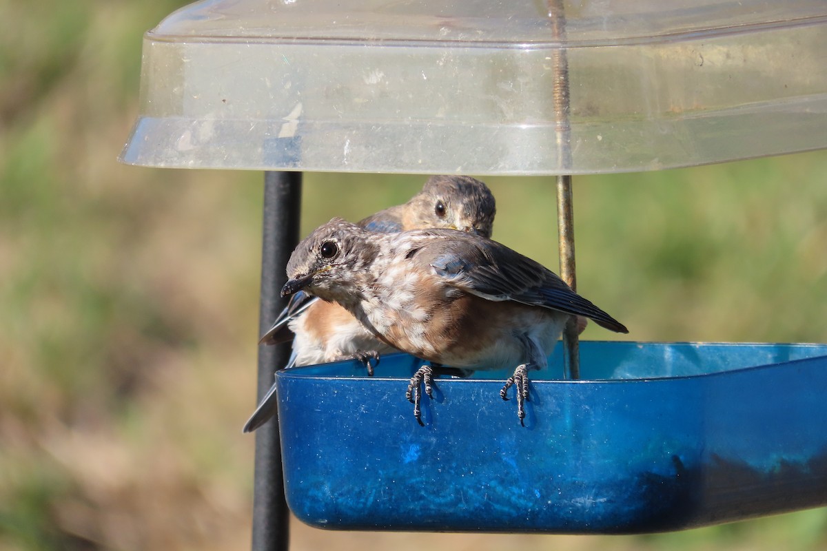 Eastern Bluebird - ML641249742