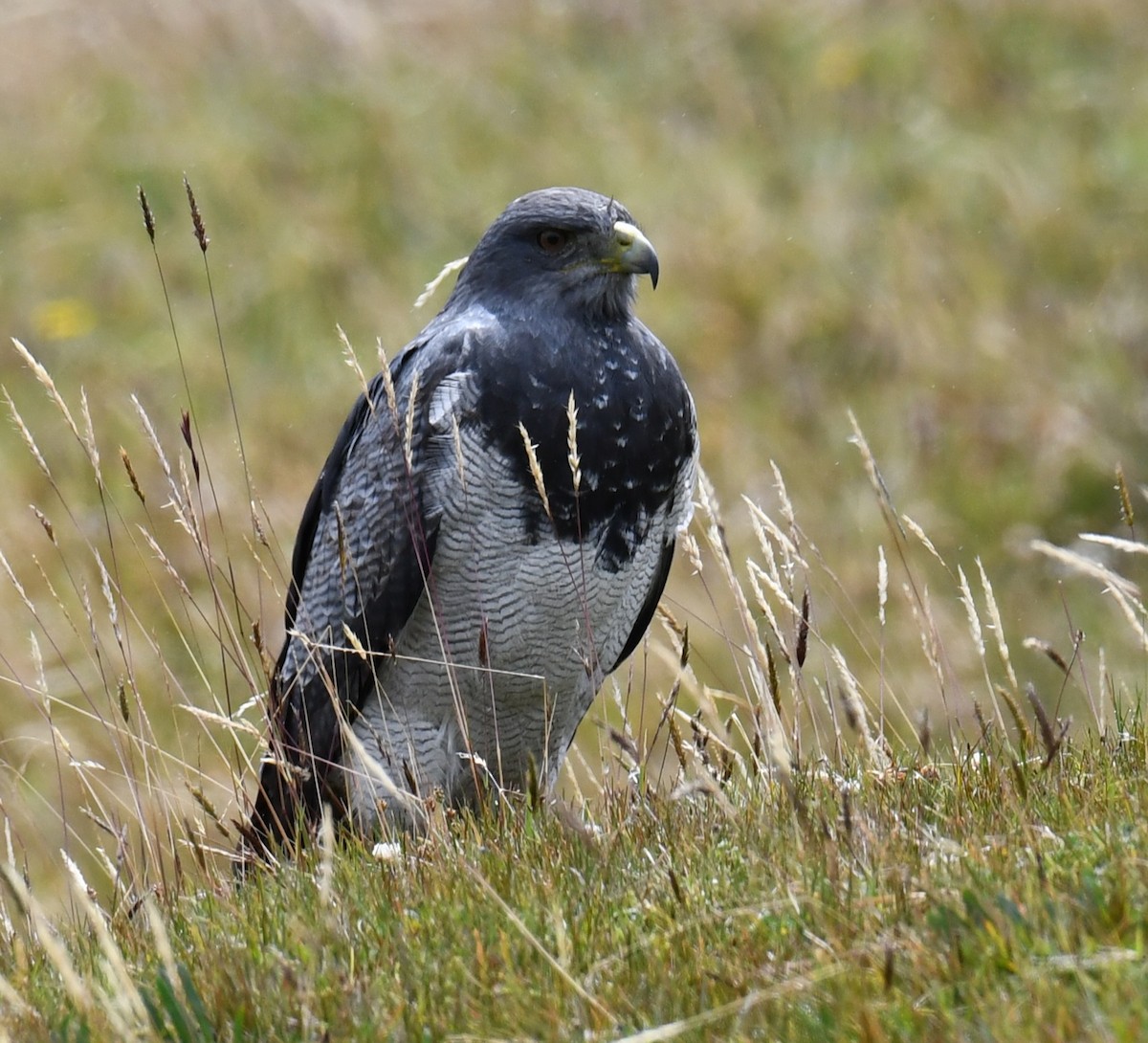 Black-chested Buzzard-Eagle - ML641249760
