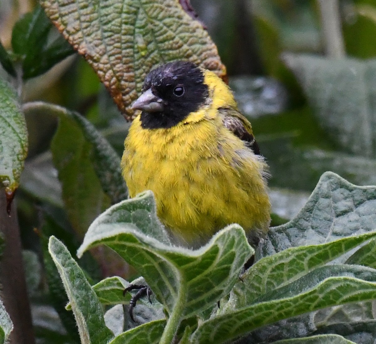 Hooded Siskin - ML641249763