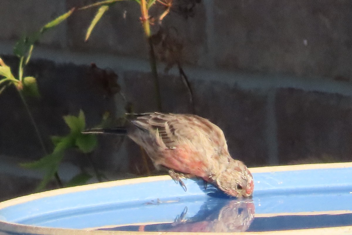 House Finch - ML641249782