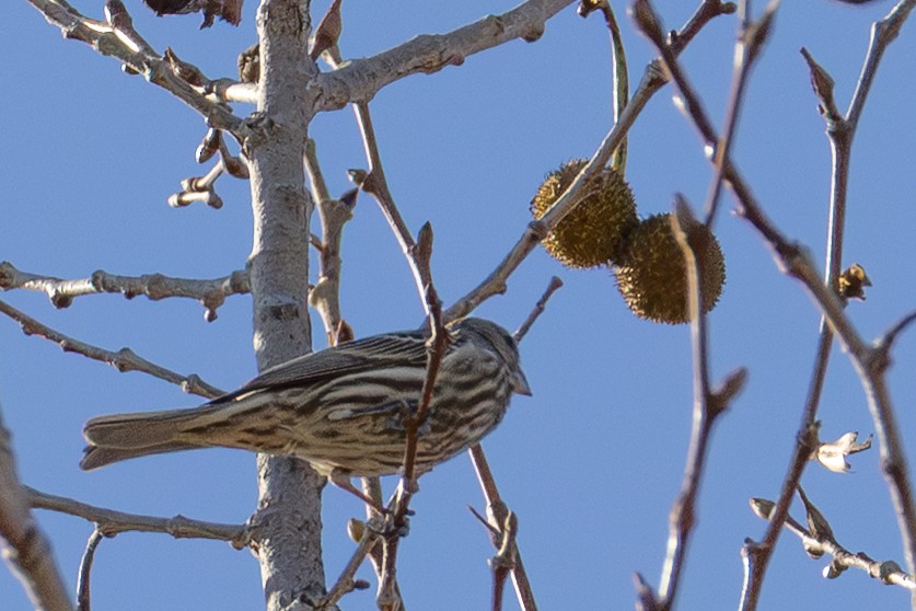 Pine Siskin - ML641249789