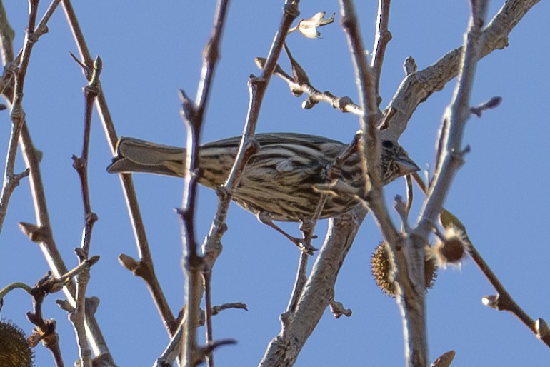 Pine Siskin - ML641249790