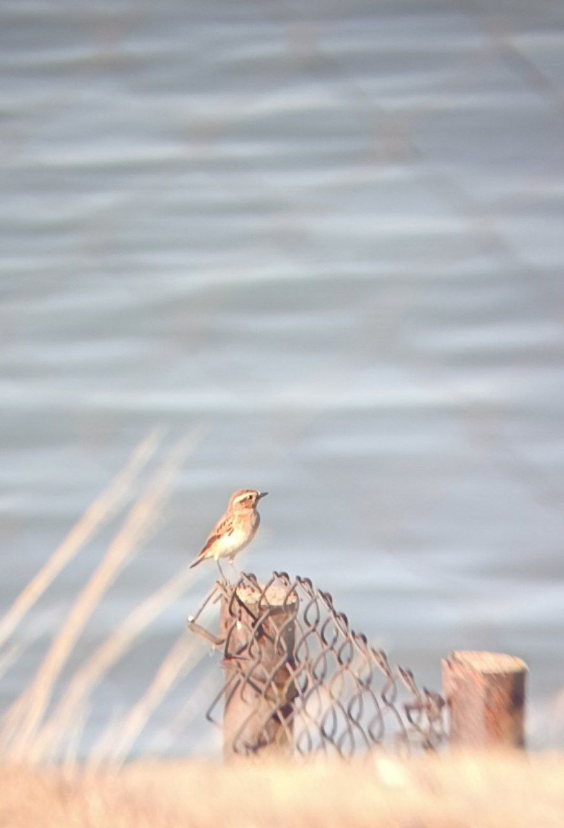 Whinchat - ML641249793