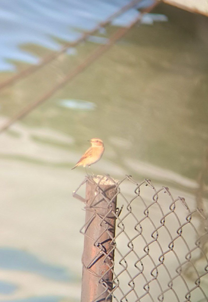 Whinchat - ML641249794