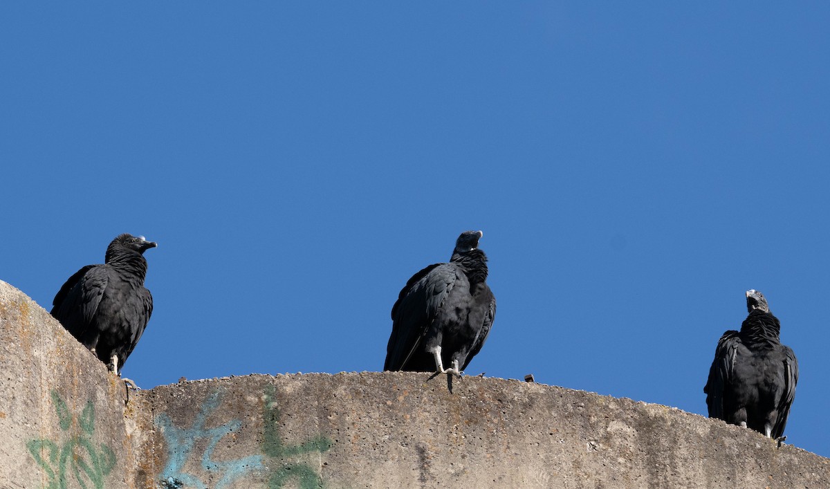 Black Vulture - ML641249795