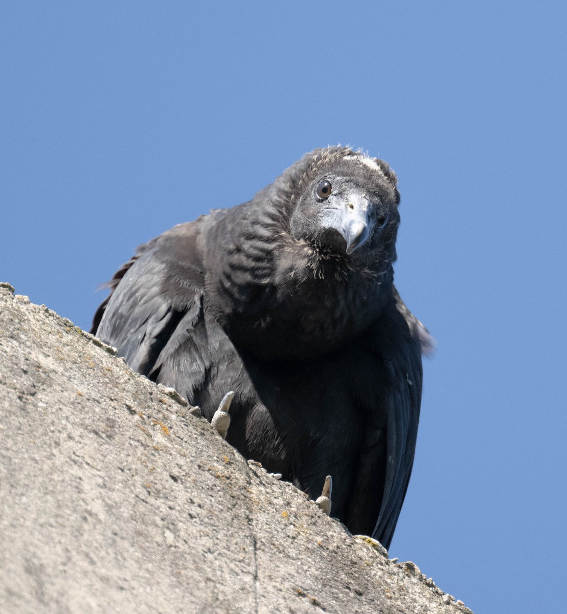Black Vulture - ML641249796