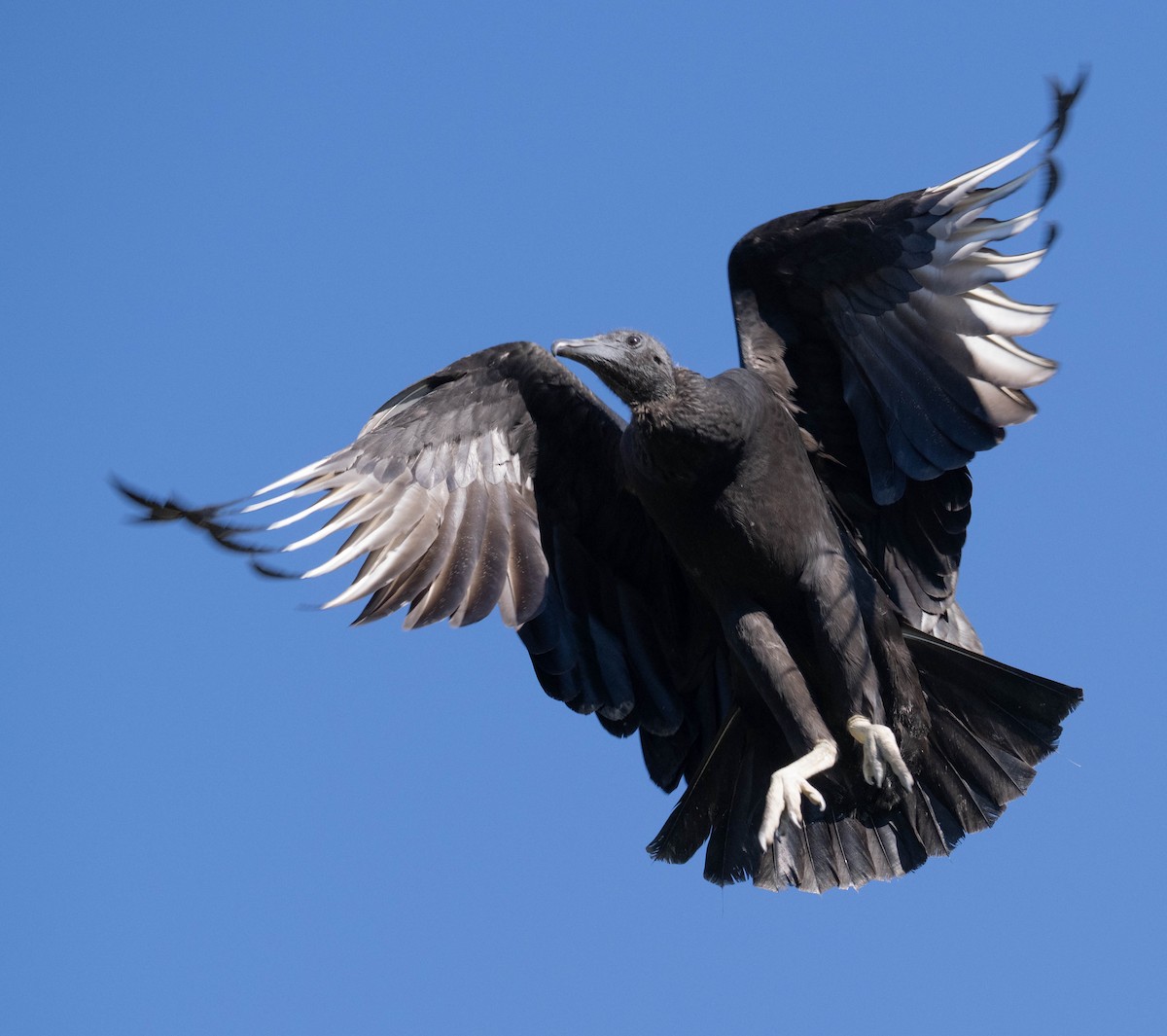 Black Vulture - ML641249797