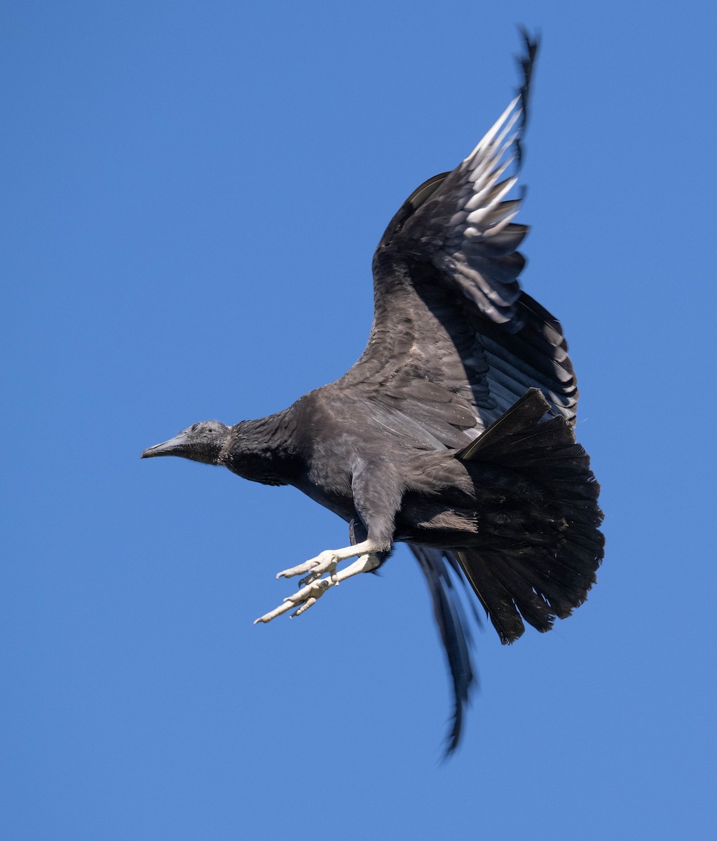 Black Vulture - ML641249798