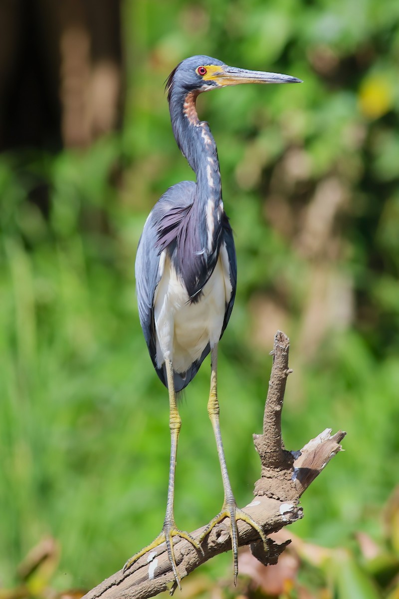 Tricolored Heron - ML641249858