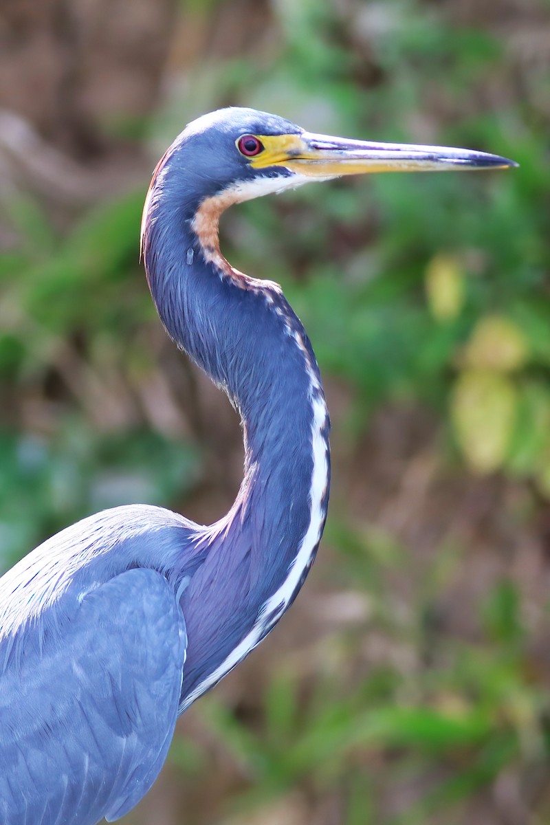 Tricolored Heron - ML641249859