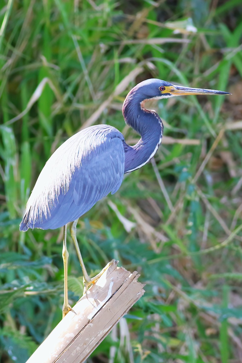 Tricolored Heron - ML641249860