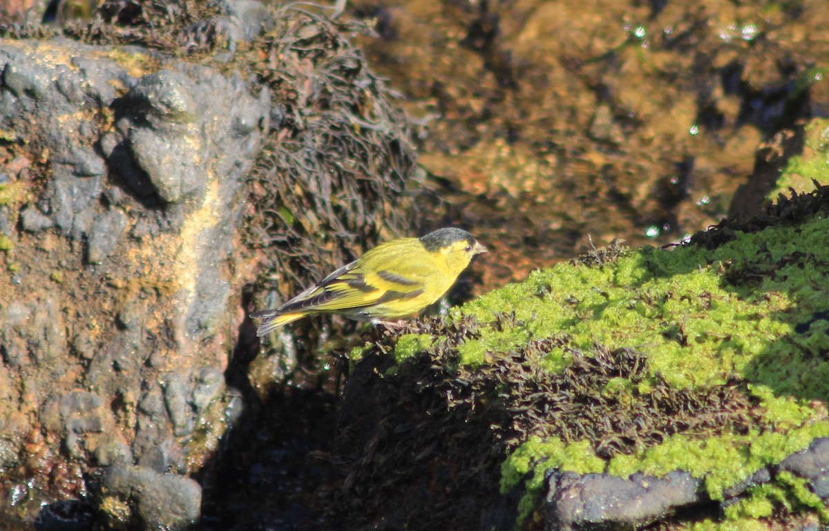 Eurasian Siskin - ML641249865