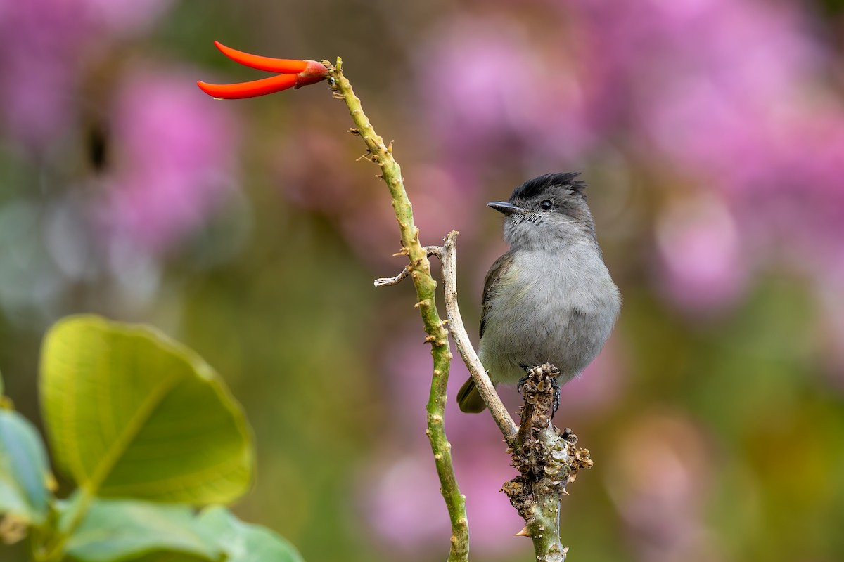 Crowned Slaty Flycatcher - ML641249899