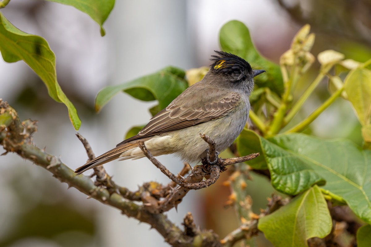 Crowned Slaty Flycatcher - ML641249900