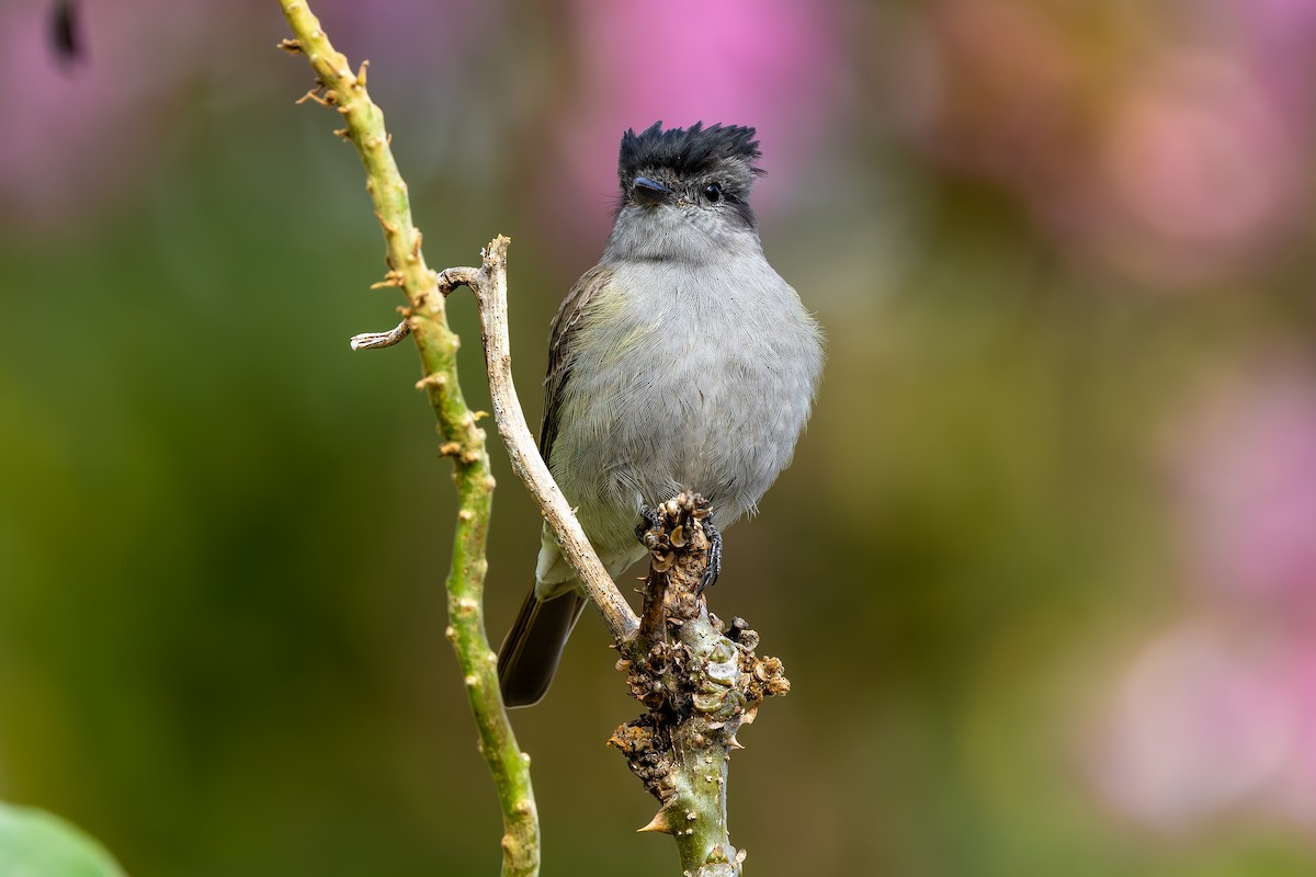 Crowned Slaty Flycatcher - ML641249902