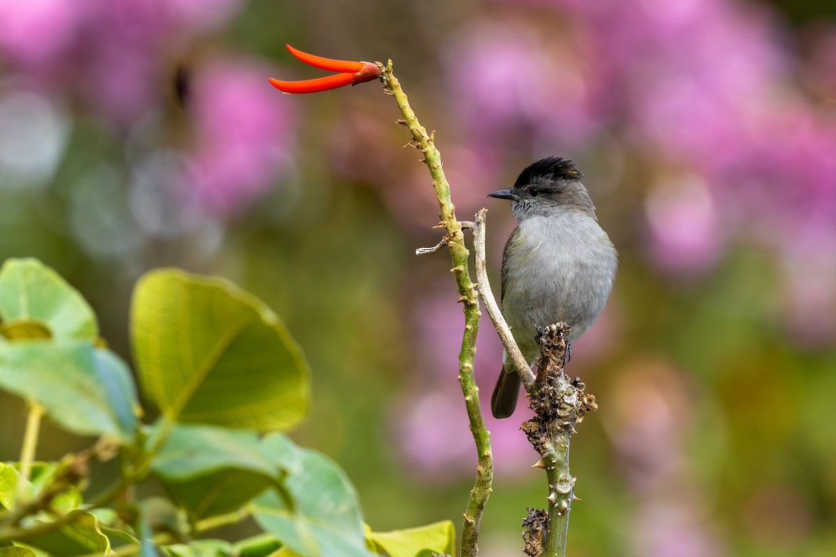 Crowned Slaty Flycatcher - ML641249903