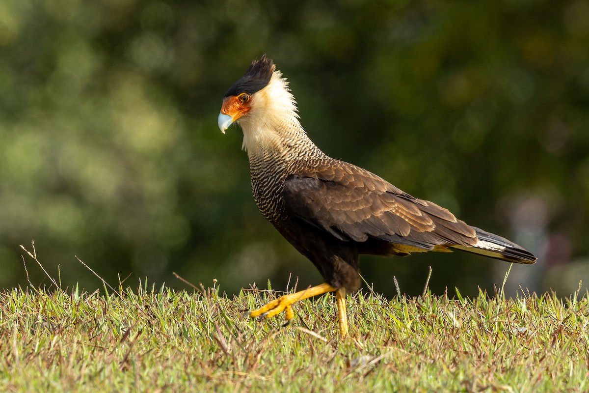 Crested Caracara - ML641249921