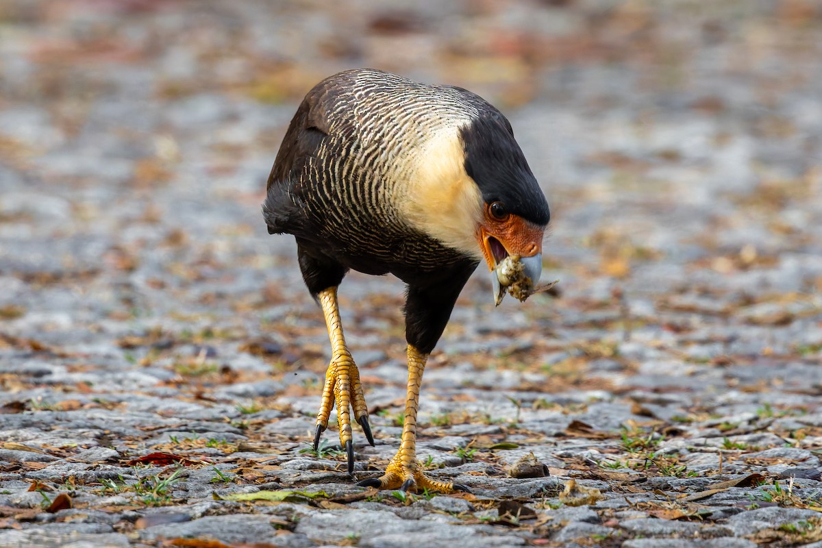 Crested Caracara - ML641249922