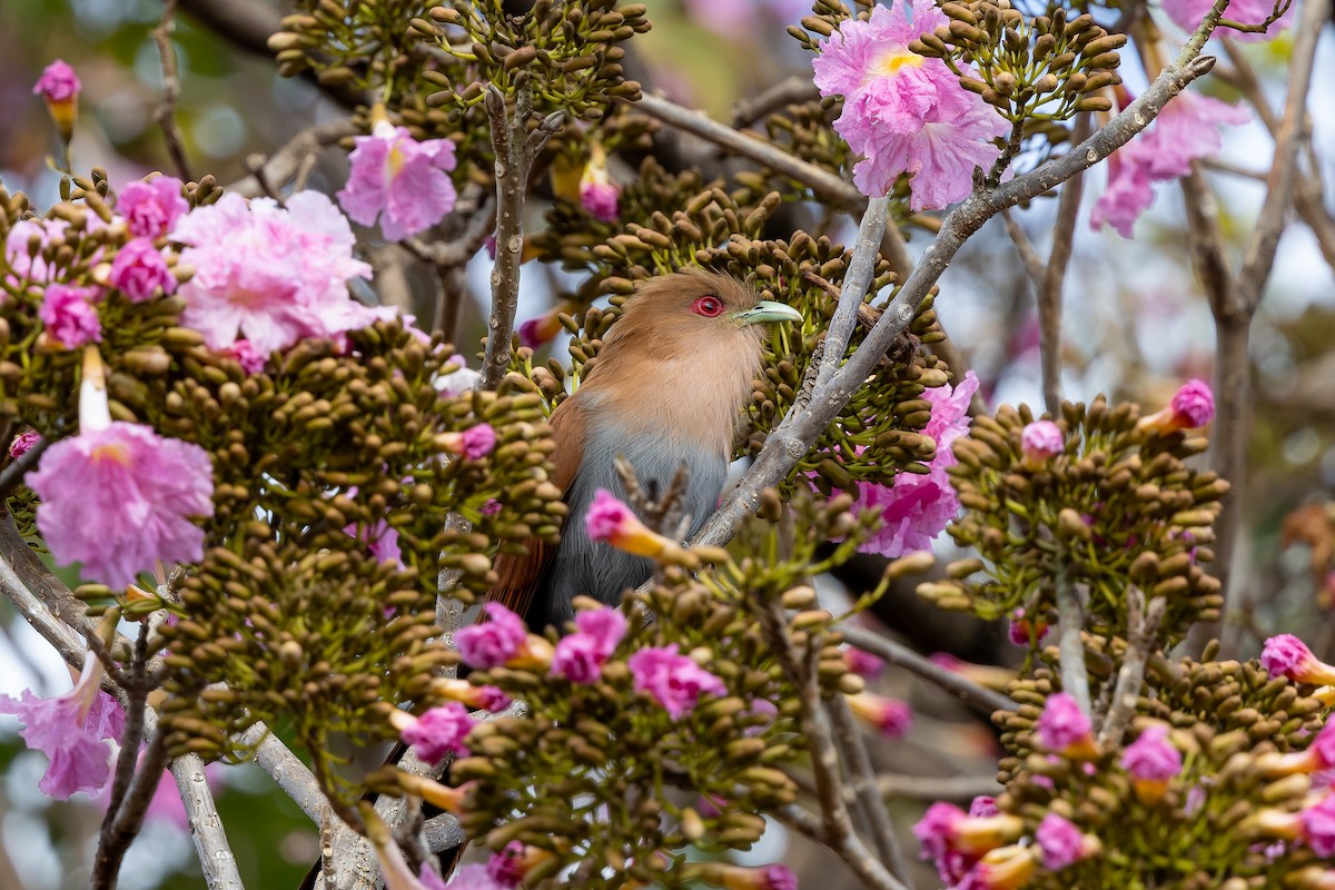 Squirrel Cuckoo - ML641249925