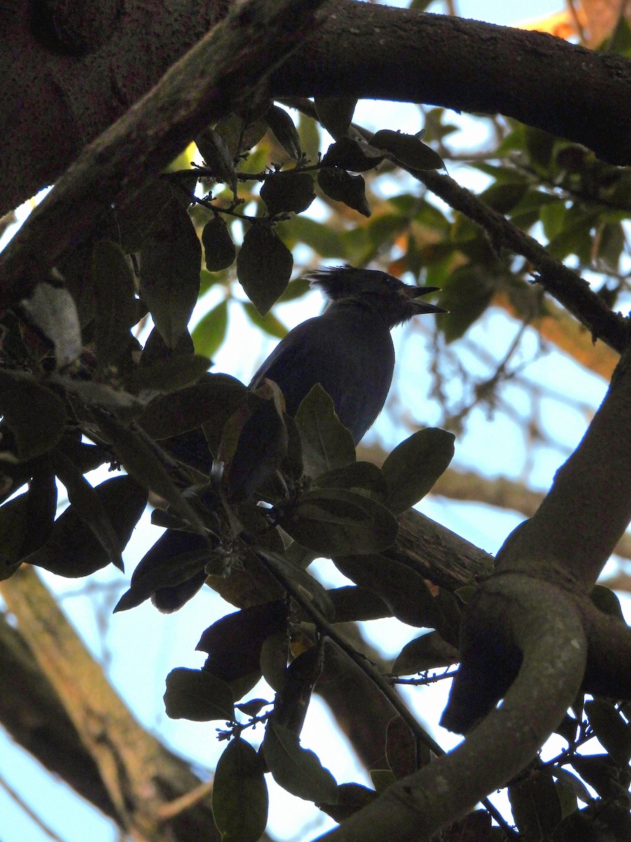 Steller's Jay - ML641249934
