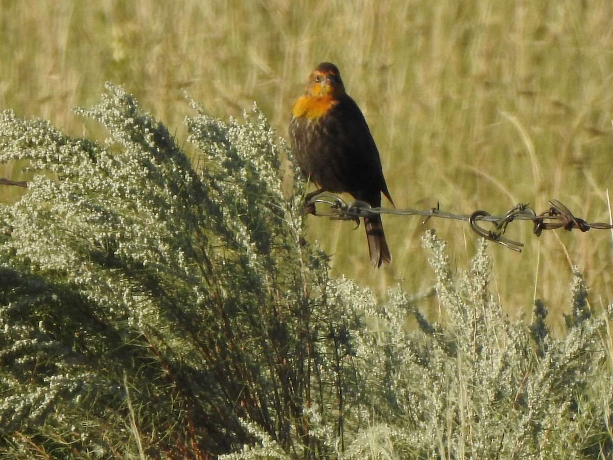 Yellow-headed Blackbird - ML641249935