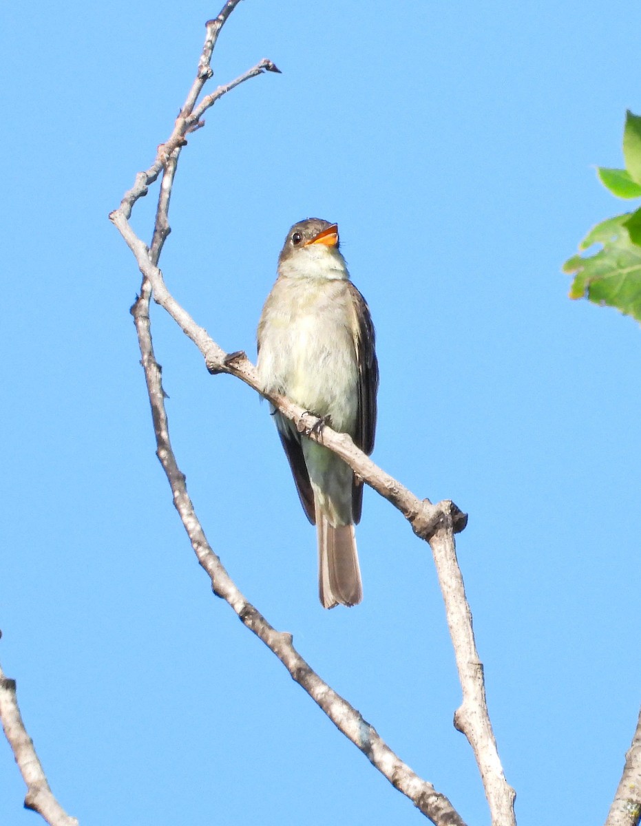 Eastern Wood-Pewee - ML641249937