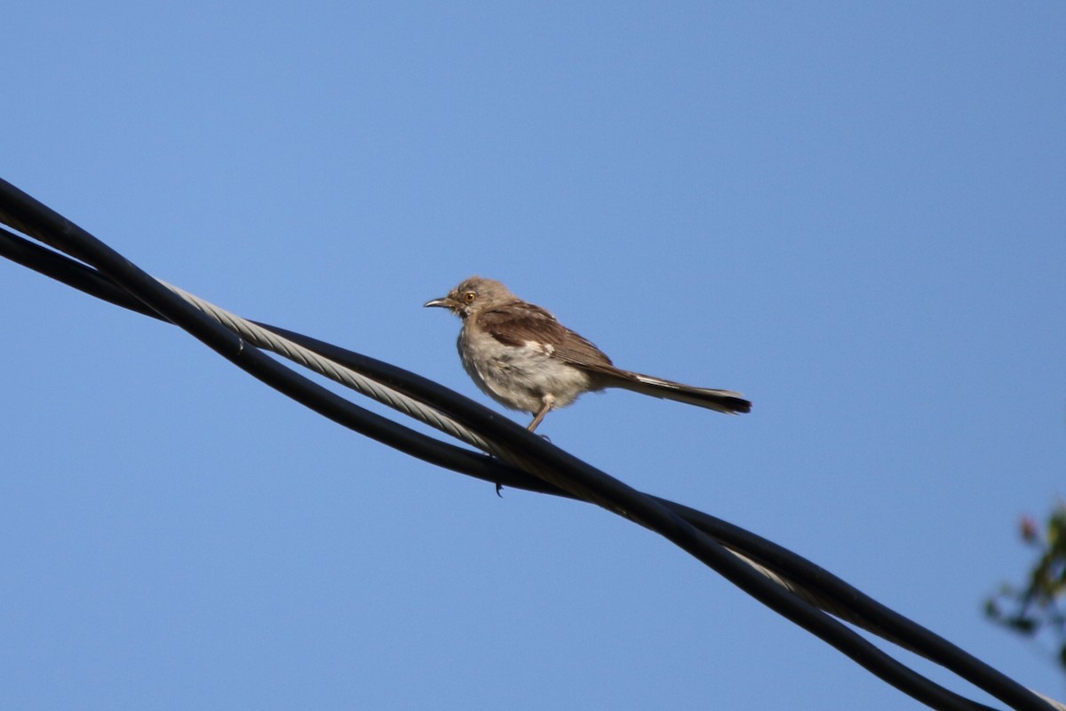 Northern Mockingbird - ML641249938