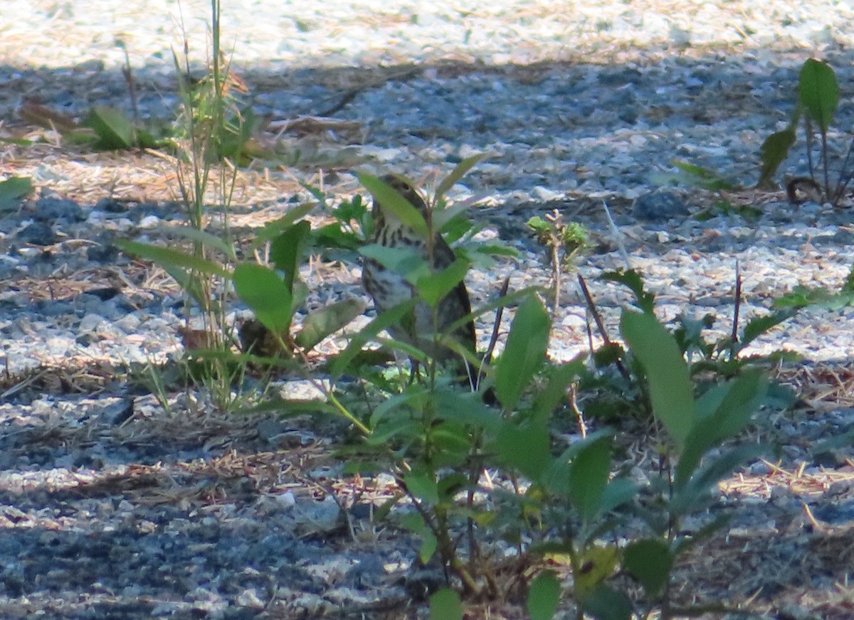 Swainson's Thrush - ML641249939