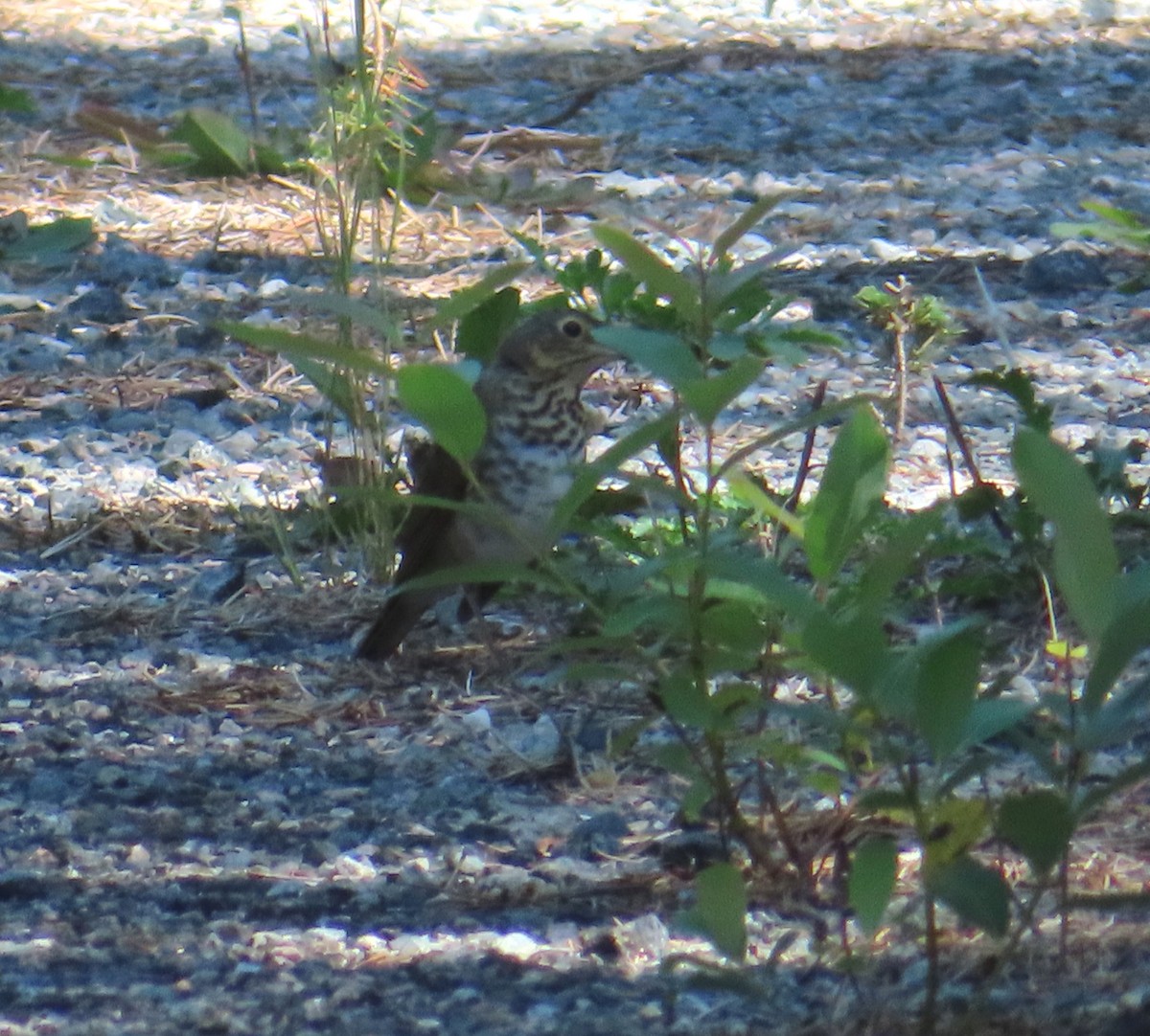 Swainson's Thrush - ML641249940