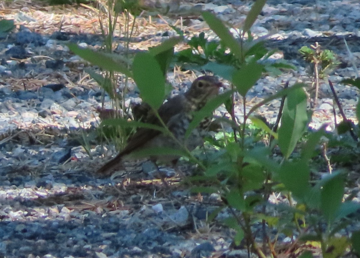 Swainson's Thrush - ML641249941